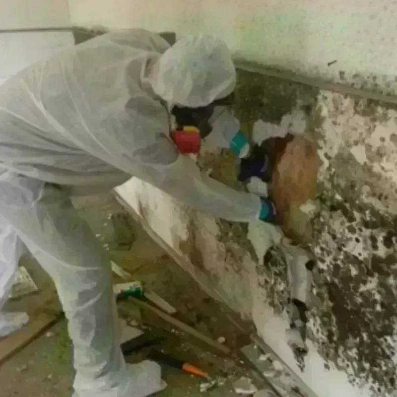 Mold Remediation and Removal in Oakland, ME